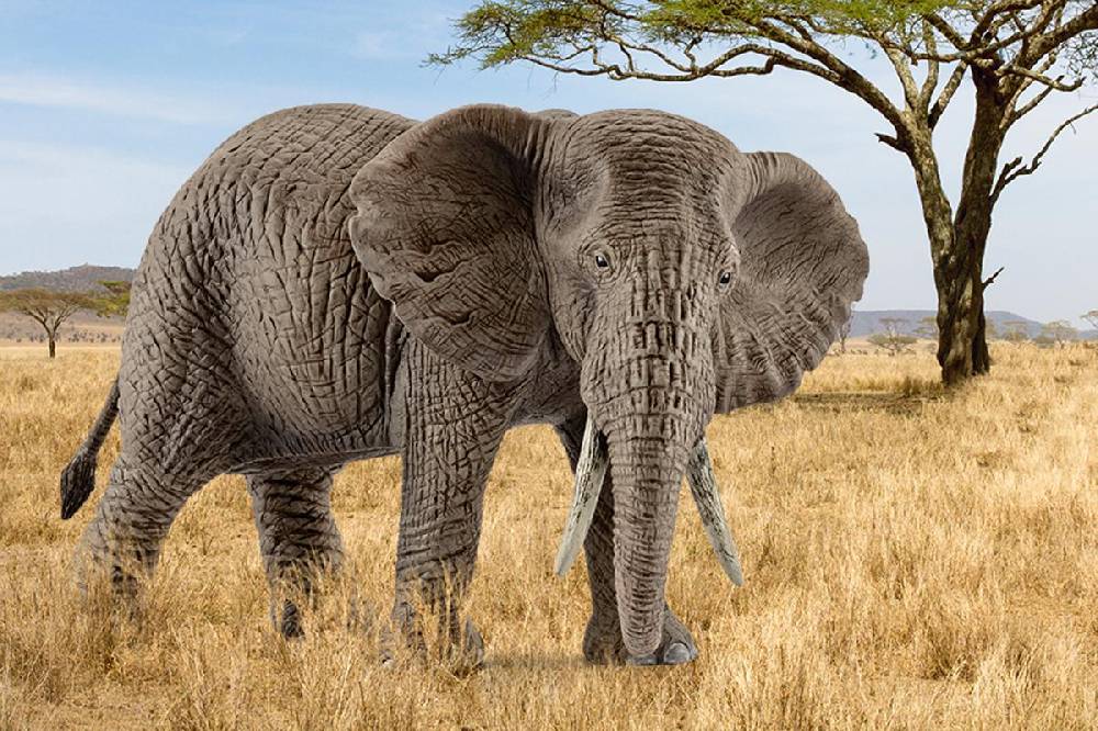 Schleich Afrikanische Elefantenkuh Cyber Monday