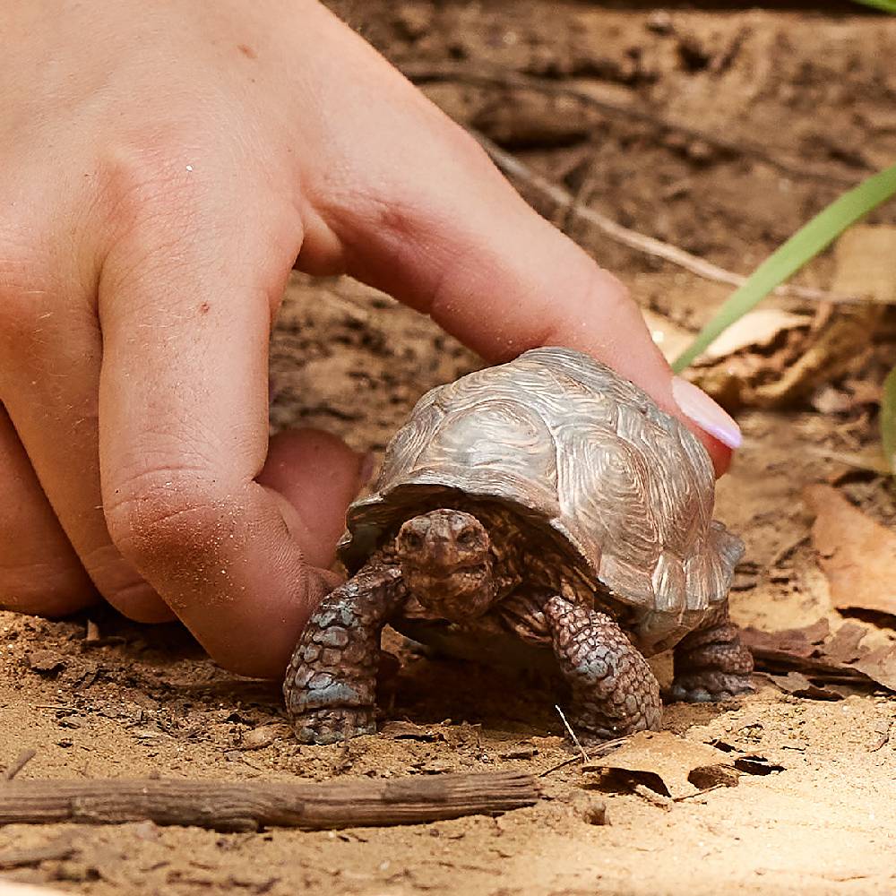 Schleich Riesenschildkröte Zeitlich begrenztes Angebot
