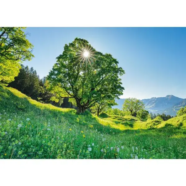 Schmidt Spiele Berg-Ahorn im Sonnenlicht – St. Gallen, Schweiz, 1.000 Teile Puzzle Fabrikverkauf