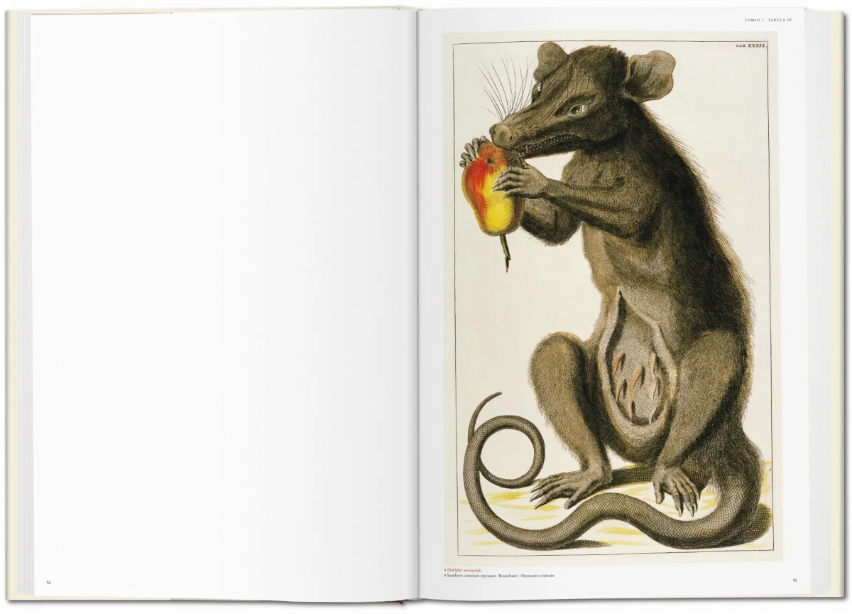 TASCHEN Seba. Cabinet of Natural Curiosities im Angebot