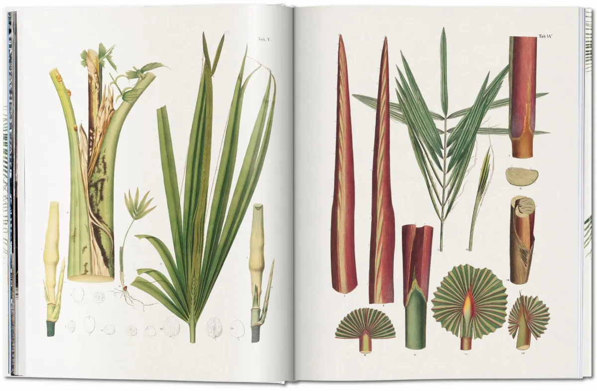 TASCHEN Martius. The Book of Palms Begrenztes Angebot
