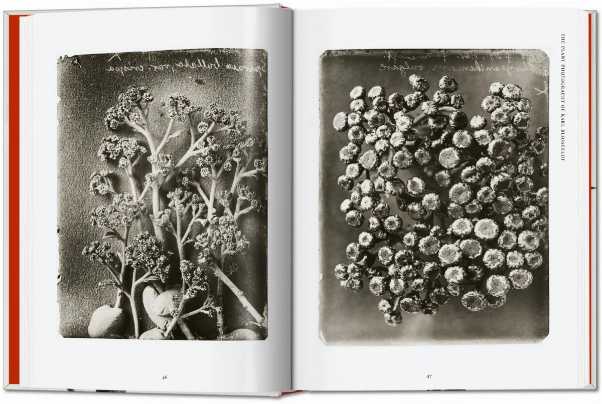 TASCHEN Karl Blossfeldt. The Complete Published Work. 40th Ed Super Rabatt