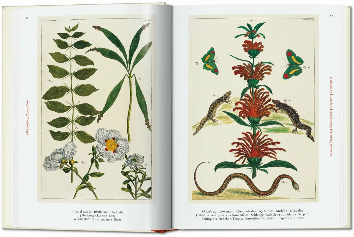 TASCHEN Seba. Cabinet of Natural Curiosities. 40th Ed JETZT KAUFEN