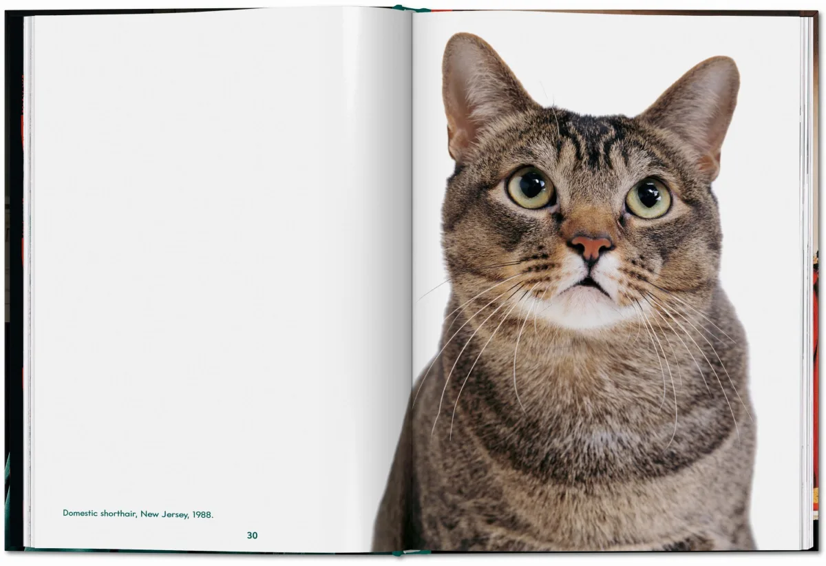 TASCHEN Walter Chandoha. Cats. Photographs 1942–2018 Auslauf