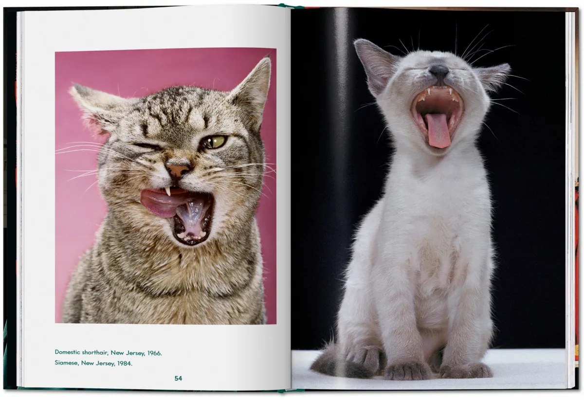 TASCHEN Walter Chandoha. Cats. Photographs 1942–2018 Auslauf