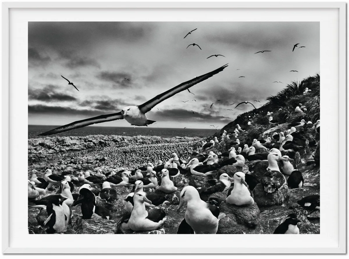 TASCHEN Sebastião Salgado. Genesis. Art Edition No. 201–300 ‘Black-Browed Albatrosses, Falkland Islands’ Günstiger Verkauf