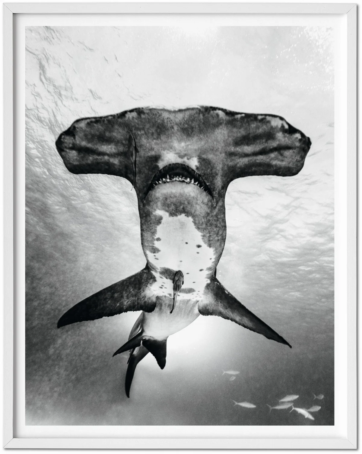 TASCHEN Michael Muller. Sharks, Art Edition No. 101–200 ‘Under Study’ Sonderangebot