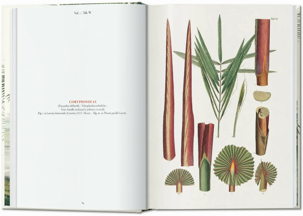 TASCHEN Martius. The Book of Palms. 40th Ed Wochenangebot