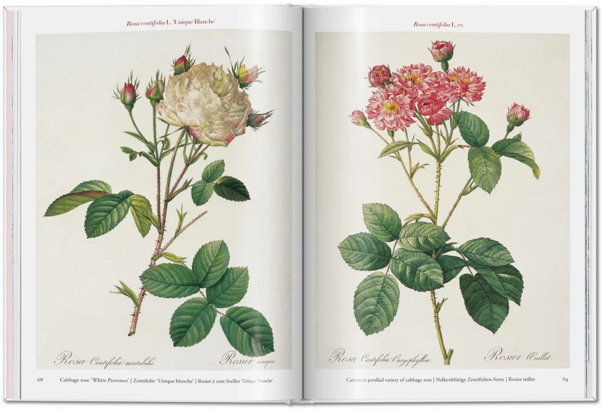 TASCHEN Redouté. Roses Super Rabatt